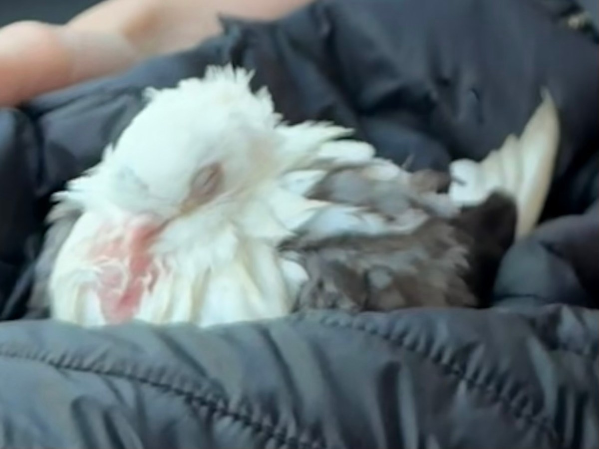 The pigeon